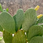 The prickly pear in Puglia